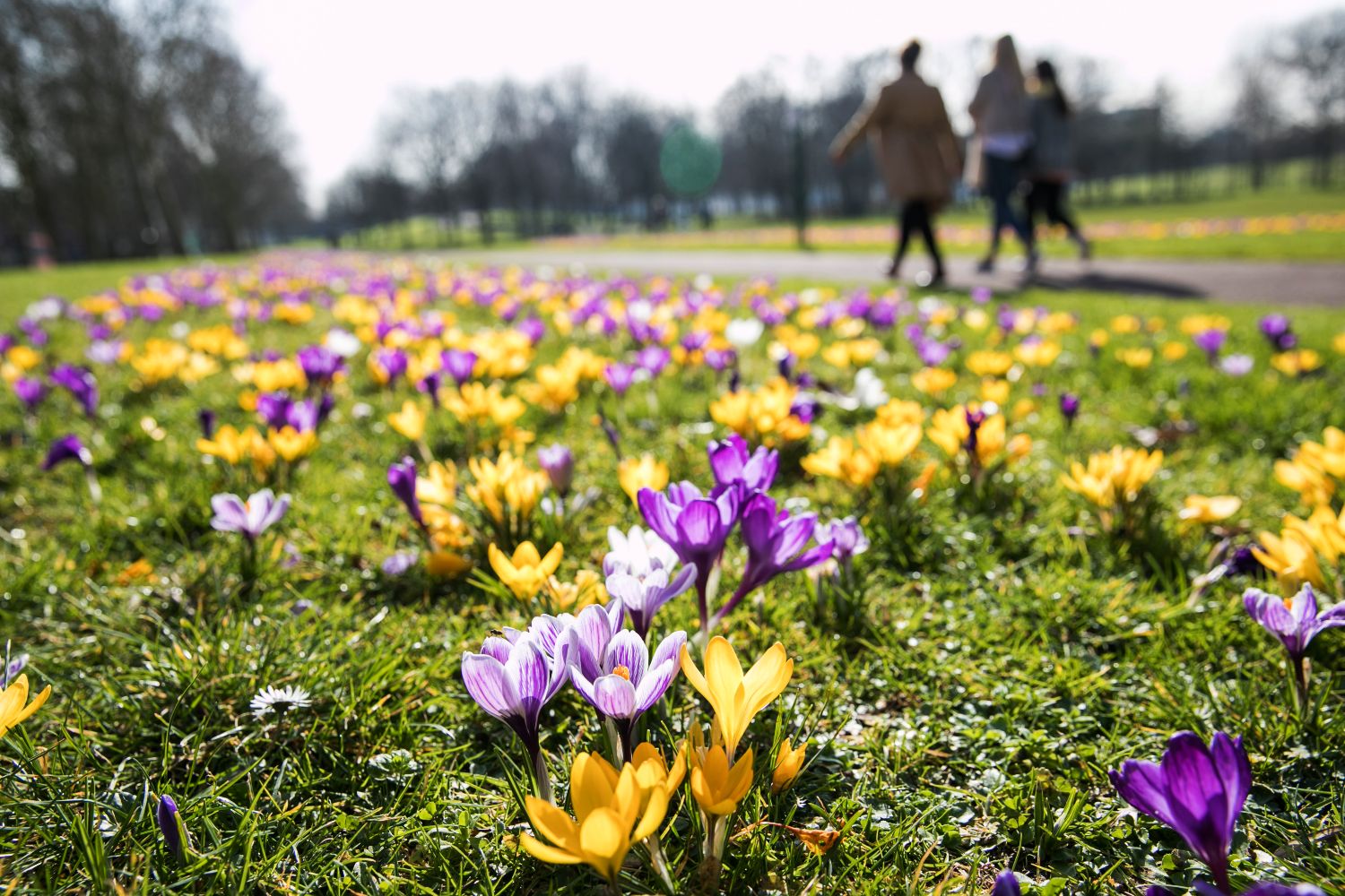Flowers blooming in Mile End