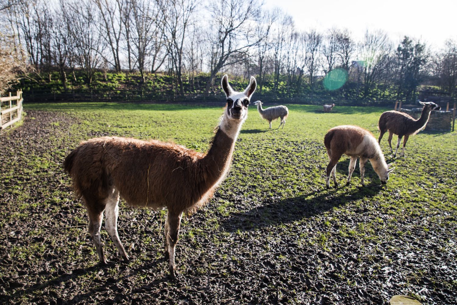Mudchute Farm